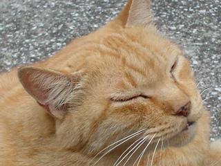 DSC07445.JPG